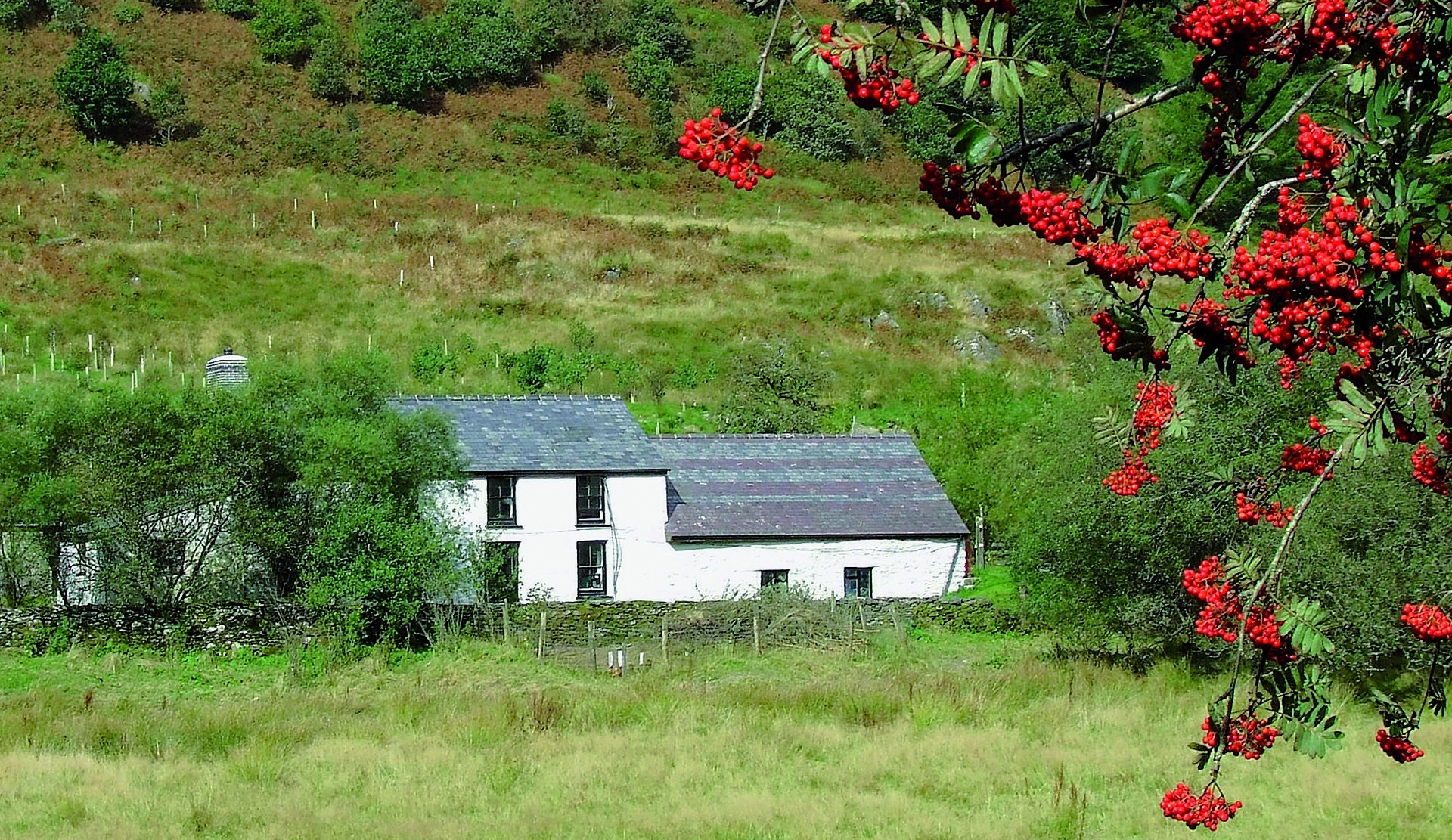 dolgoch hostel which is an ex youth hostel surrounded by greenery and red berries 