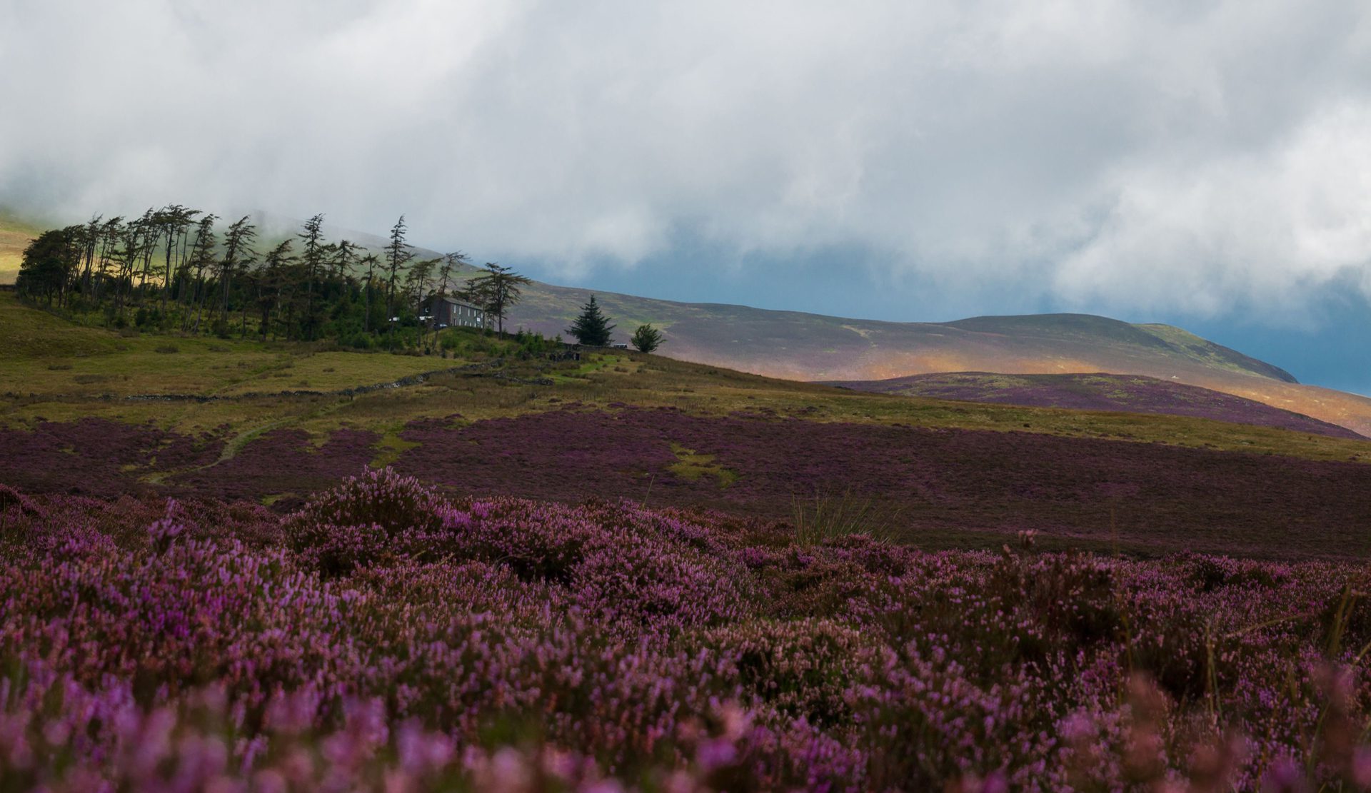 skiddaw house surrounded by heather 