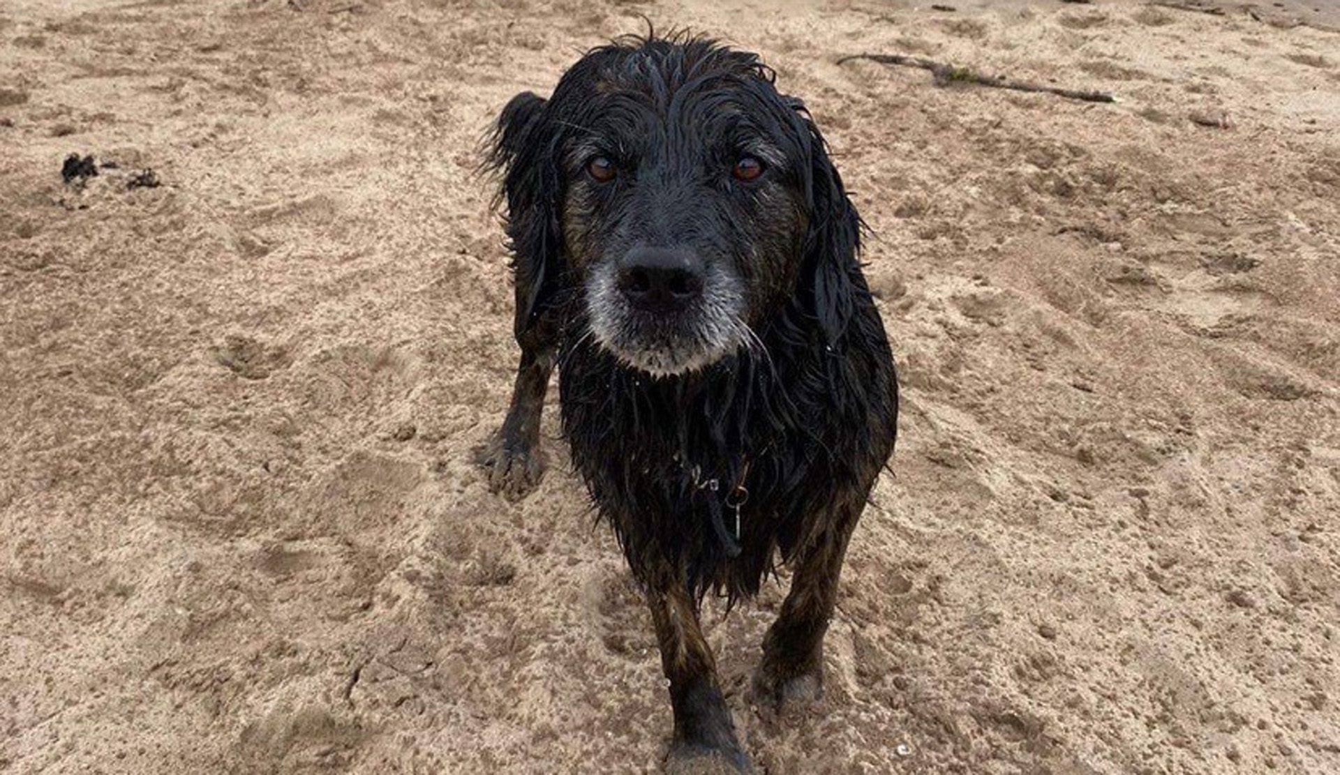 A black dog having fun on the beach in Dunbar