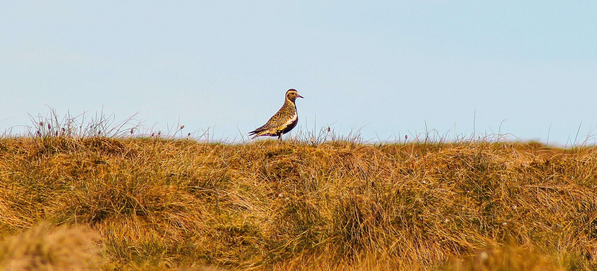 A Golden Plover on the ground