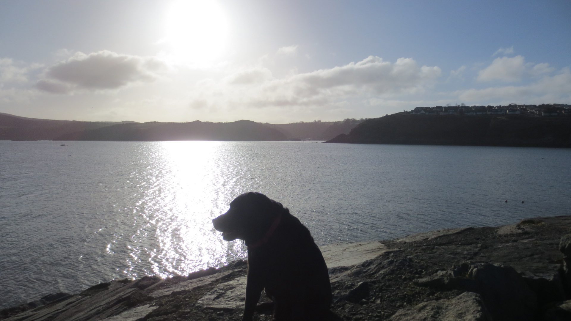 Dog watches the sunset over a bay