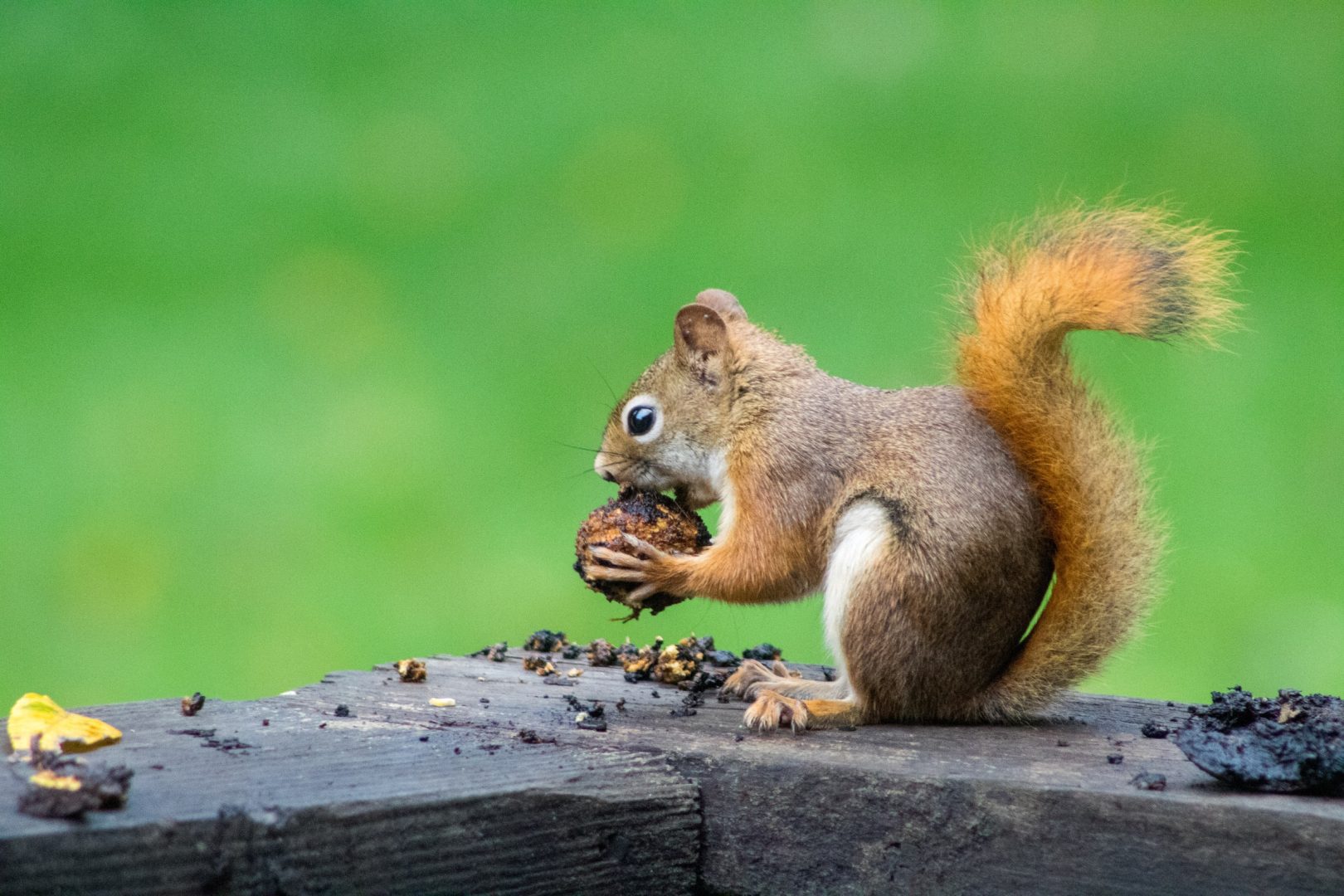 Red Squirrel eating